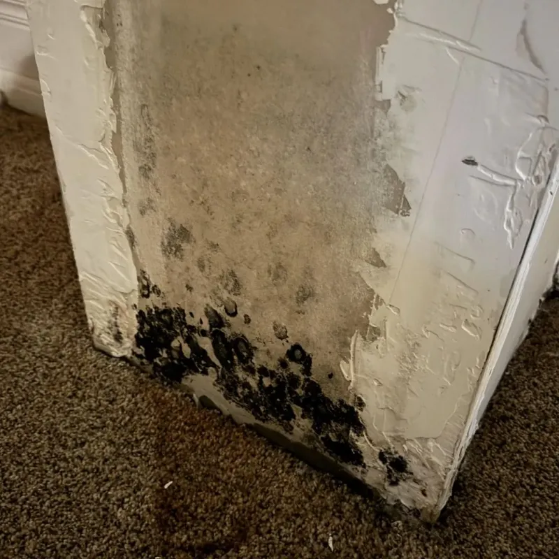 Professional Mold Removal in Hillsboro, TX